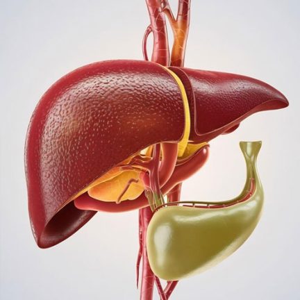 Liver Transformation